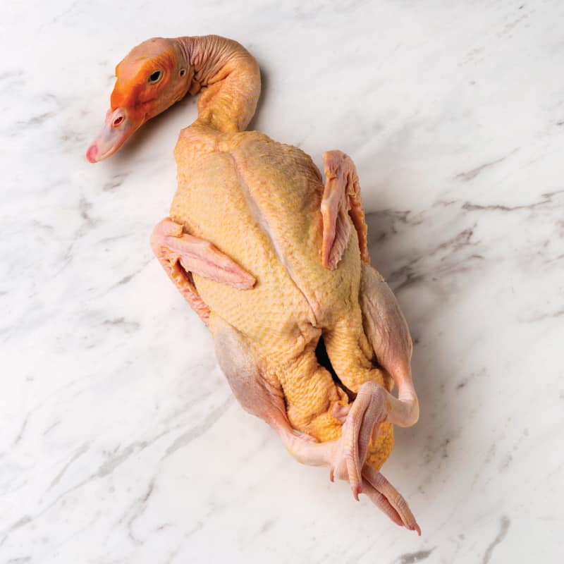 Duck Meat